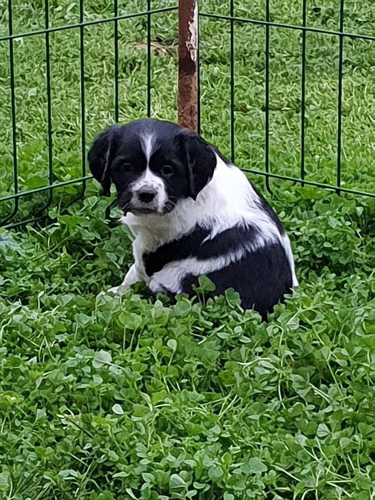 Du Domaine De La Tour Lisloise - Chiots disponibles - Epagneul Breton