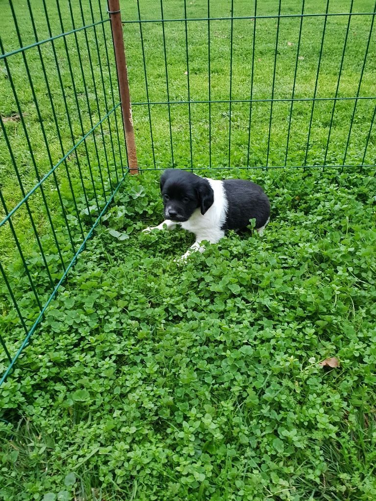 Du Domaine De La Tour Lisloise - Chiots disponibles - Epagneul Breton