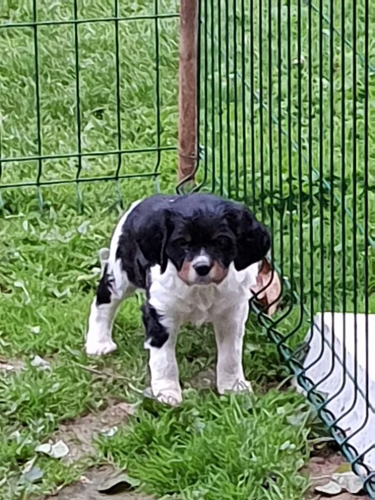 Du Domaine De La Tour Lisloise - Chiots disponibles - Epagneul Breton