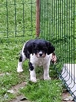 CHIOT